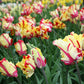 Texas Flame Tulip Bulbs