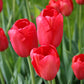 Skyhigh Scarlet Tulip Bulbs