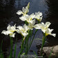 Iris Sibirica White Swirl