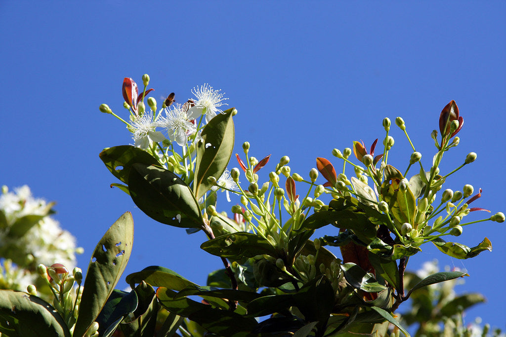 Eugenia Plants