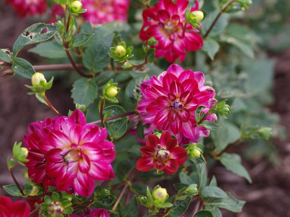 Binky Dahlia