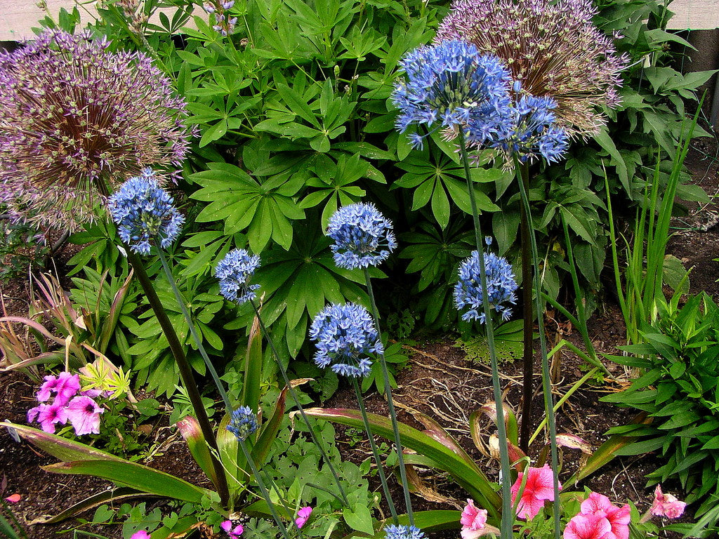Azureuma Azureum Allium Bulbs – Vibrant Blue Blooms | EVERGREEN