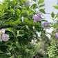 Viticella Betty Corning Clematis Vine