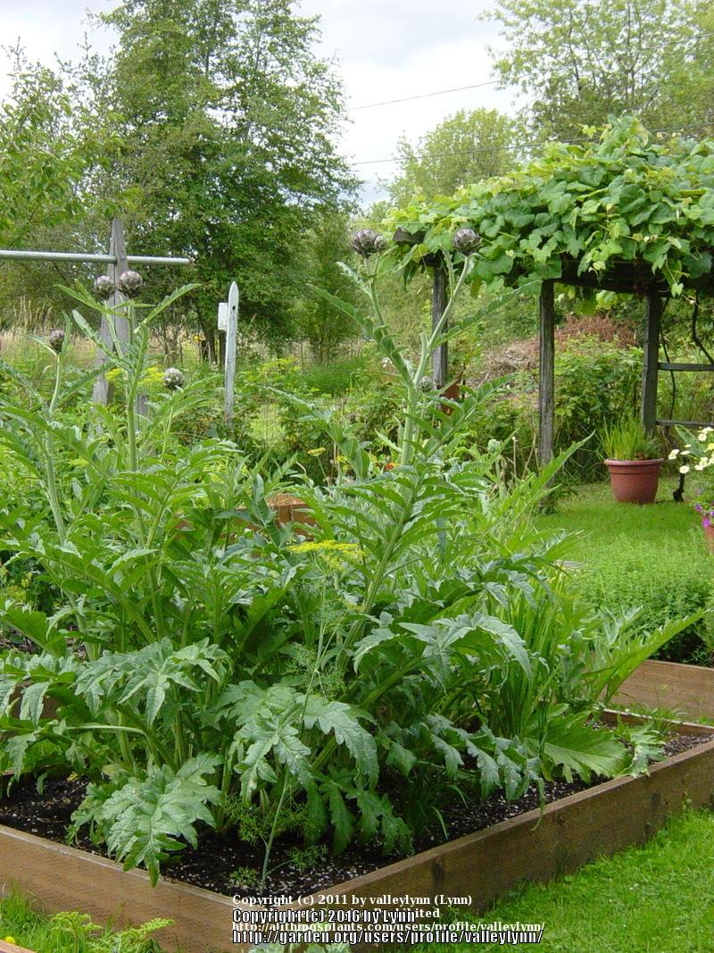Green Globe Artichoke Seeds online shopping