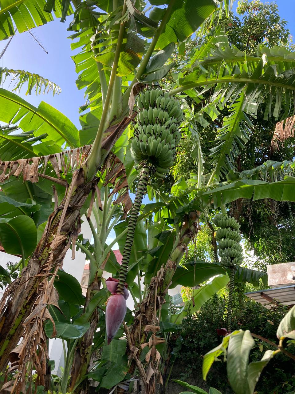 Babanier Banana Plant - Bananier – EVERGREEN