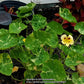 Troika Cream Nasturtium Seeds online shopping