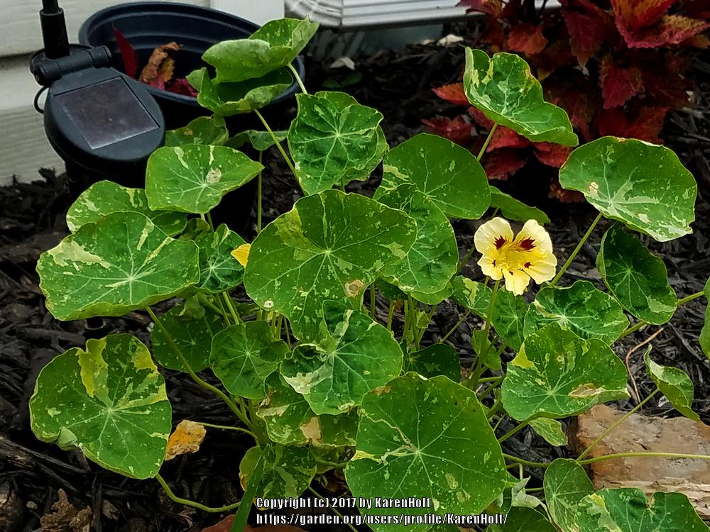 Troika Cream Nasturtium Seeds online shopping