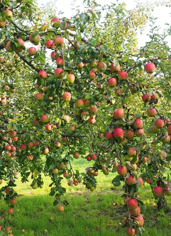 Apple Tree - Pommier