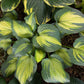 Orange Marmalade Hosta Plant