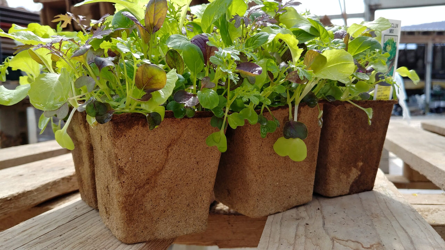 CowPot Plantable #3 Big Six Cell Seeding Tray