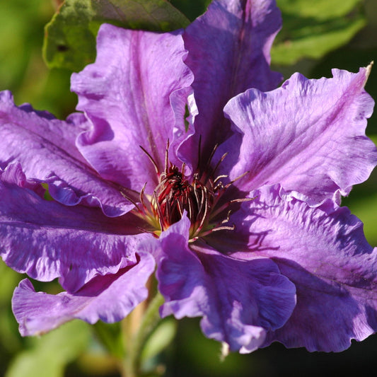 Lord Neville Clematis Vine