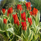 Praestans Unicum Tulip Bulbs