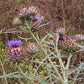 Cardoon Artichoke Seeds online shopping