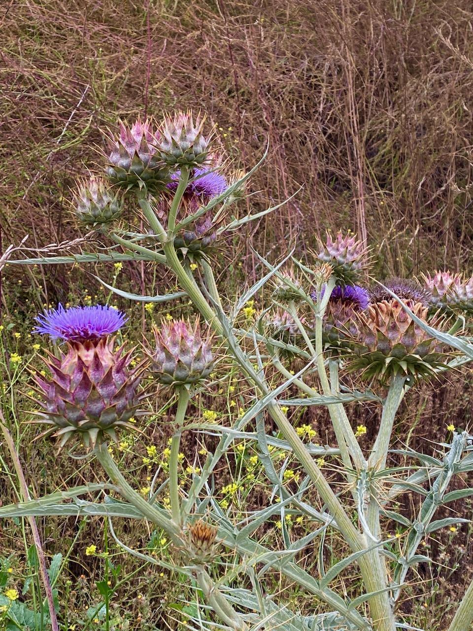 Cardoon Artichoke Seeds online shopping