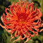 Bed Head Dahlia