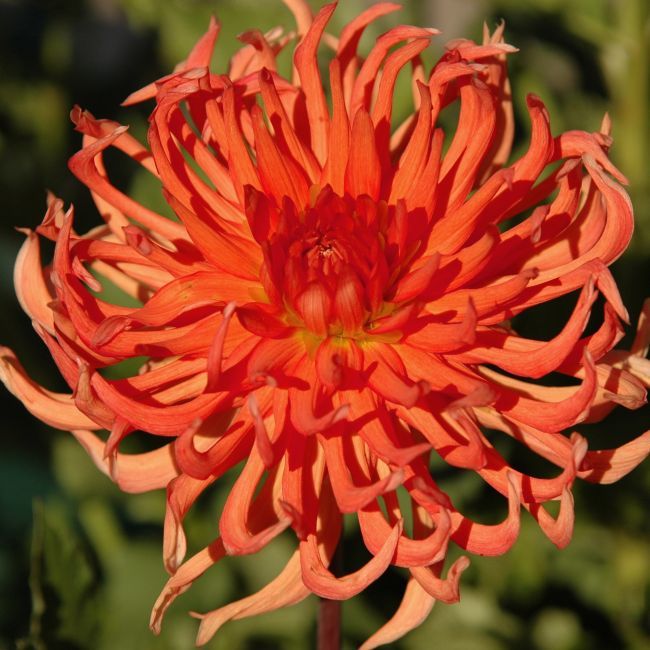 Bed Head Dahlia