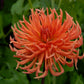 Bed Head Dahlia
