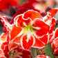 Samba Dutch Amaryllis Bulbs