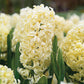 City of Haarlem Hyacinth Bulbs