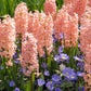 Gipsy Queen Hyacinth Bulbs