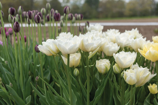 Mondial Tulip Bulbs