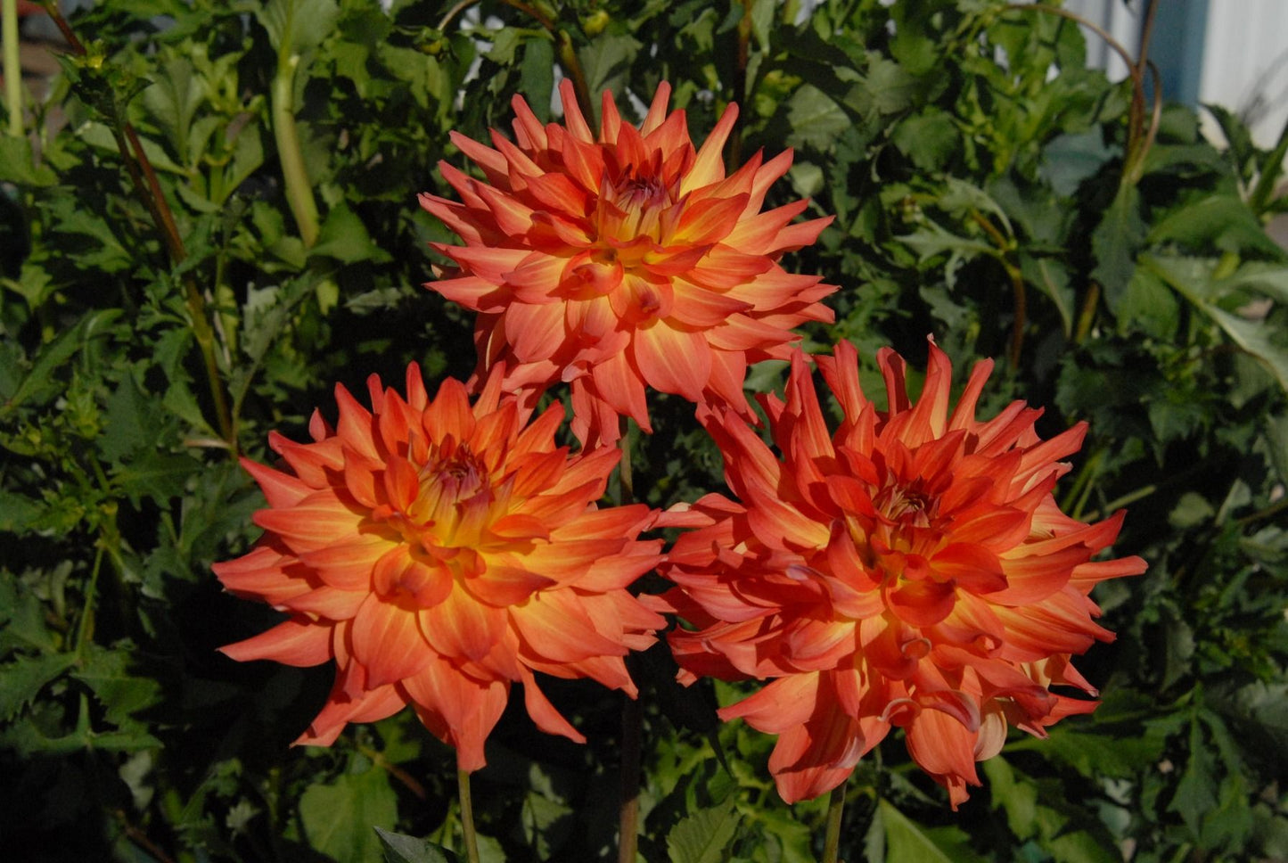 Azteca Dahlia