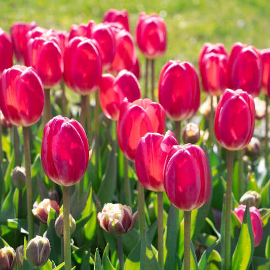 Rosy Delight Tulip Bulbs