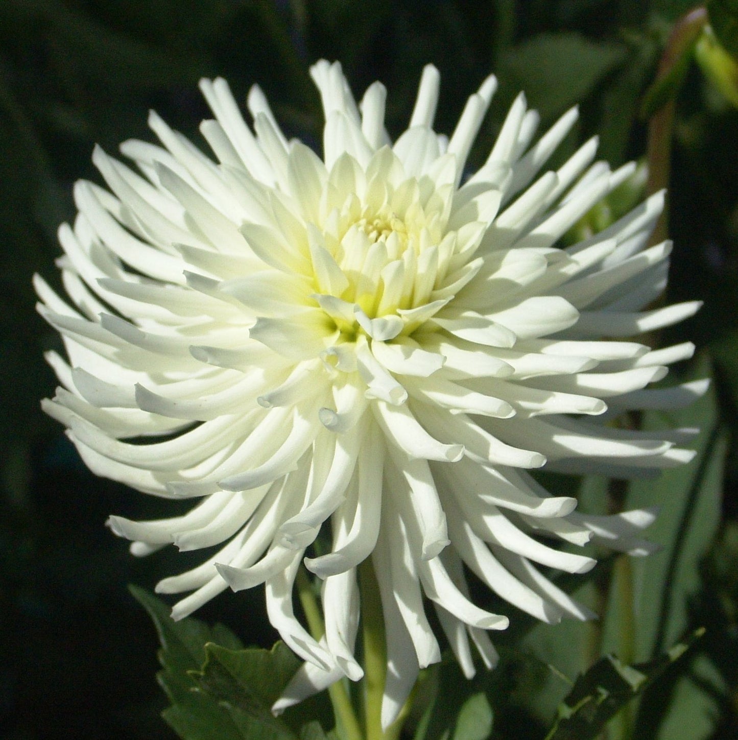 White Lightning Dahlia