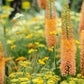 Copper Eremurus Foxtail Lily Tubers