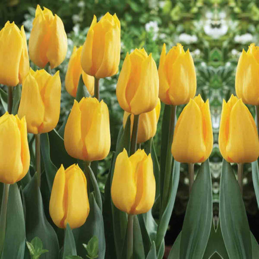 Landscape Yellow Tulip Bulbs