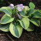 Frosted Mouse Ears Hosta Plant
