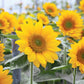 Sunrich Orange Sunflower Seeds online shopping