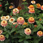 Zinderella Peach Zinnia Seeds online shopping