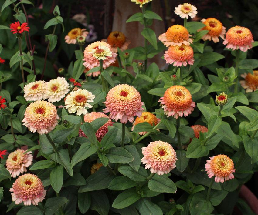 Zinderella Peach Zinnia Seeds online shopping