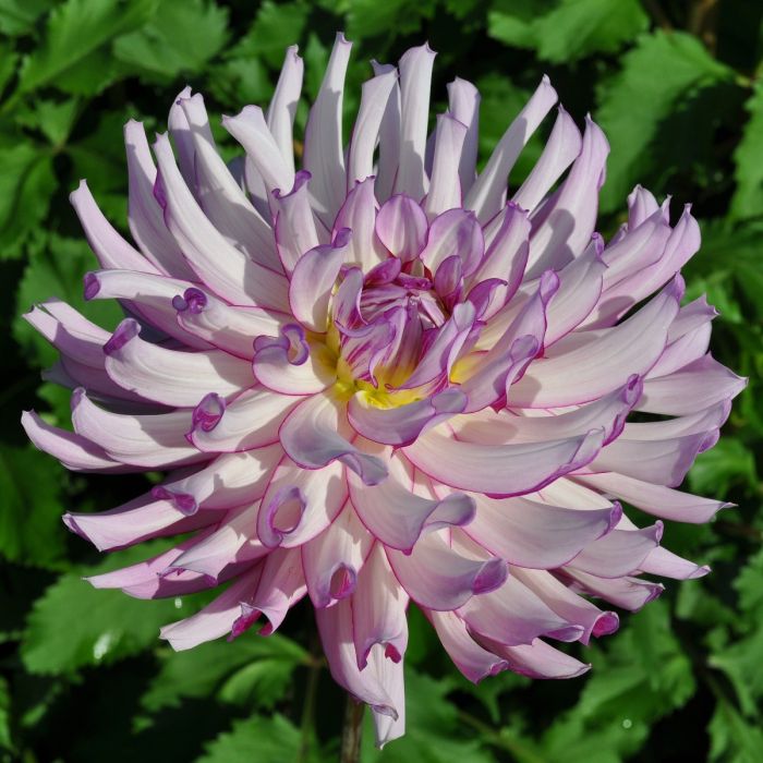 Leila Savannah Rose Dahlia