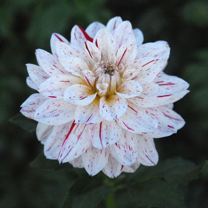 Picasso Dahlia
