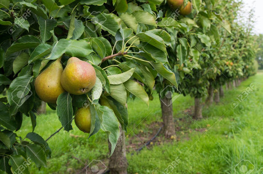 Pear Tree - Poirier