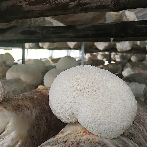 Lion's Mane Mushroom - Champignon de la Crinière du Lion