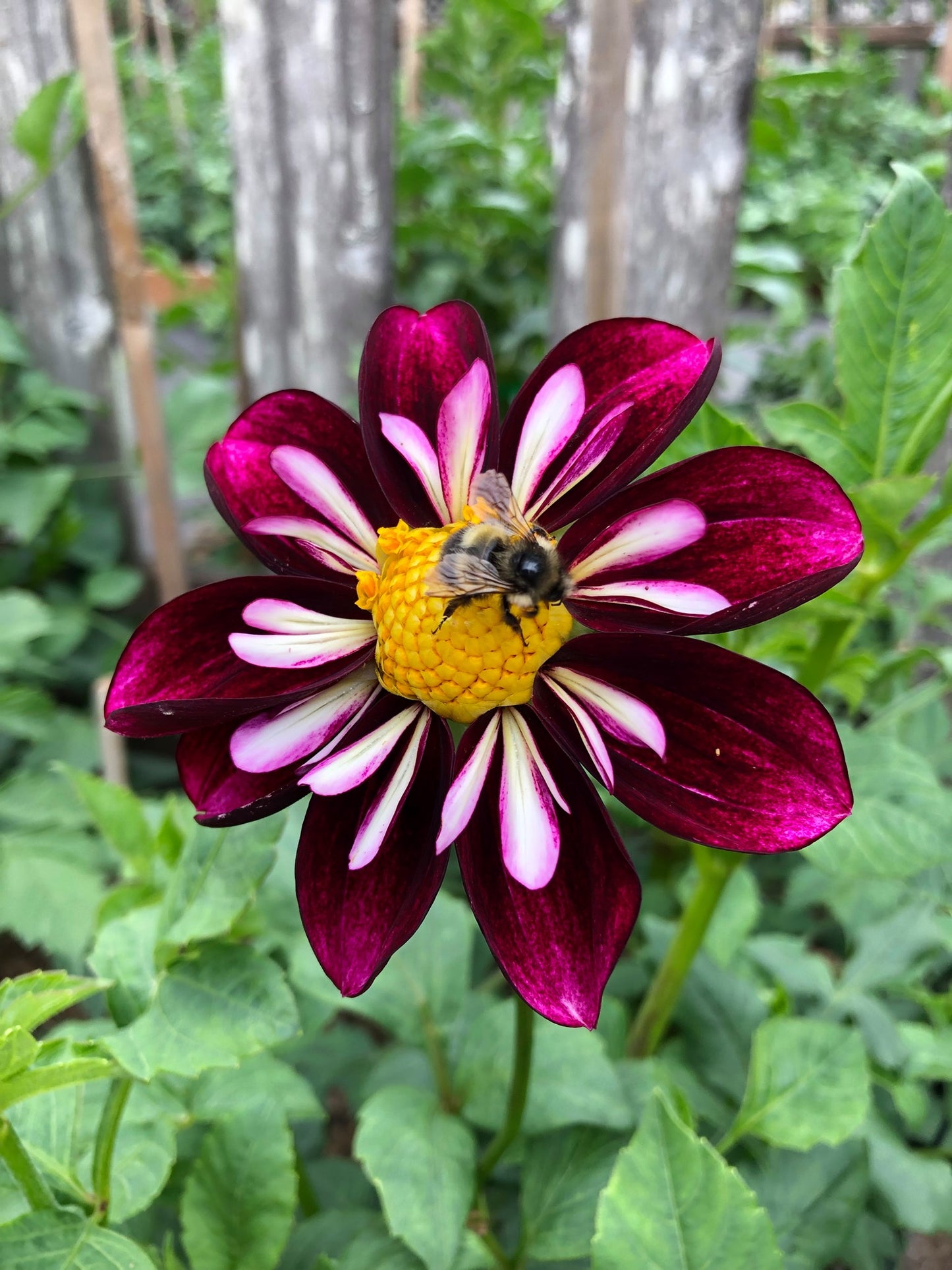 Bee Yond Dahlia