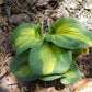 Orange Marmalade Hosta Plant