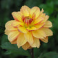 Garden Time Dahlia