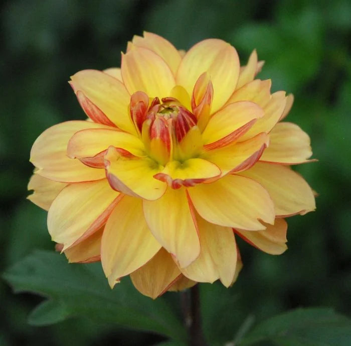 Garden Time Dahlia