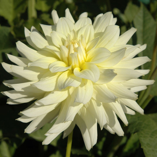 Moonstruck Dahlia