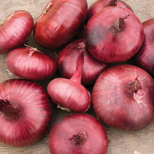 Red Geneva Onion