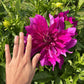 Purple Taiheijo Dahlia