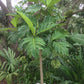 Breadfruit Tree - Arbre à Pain