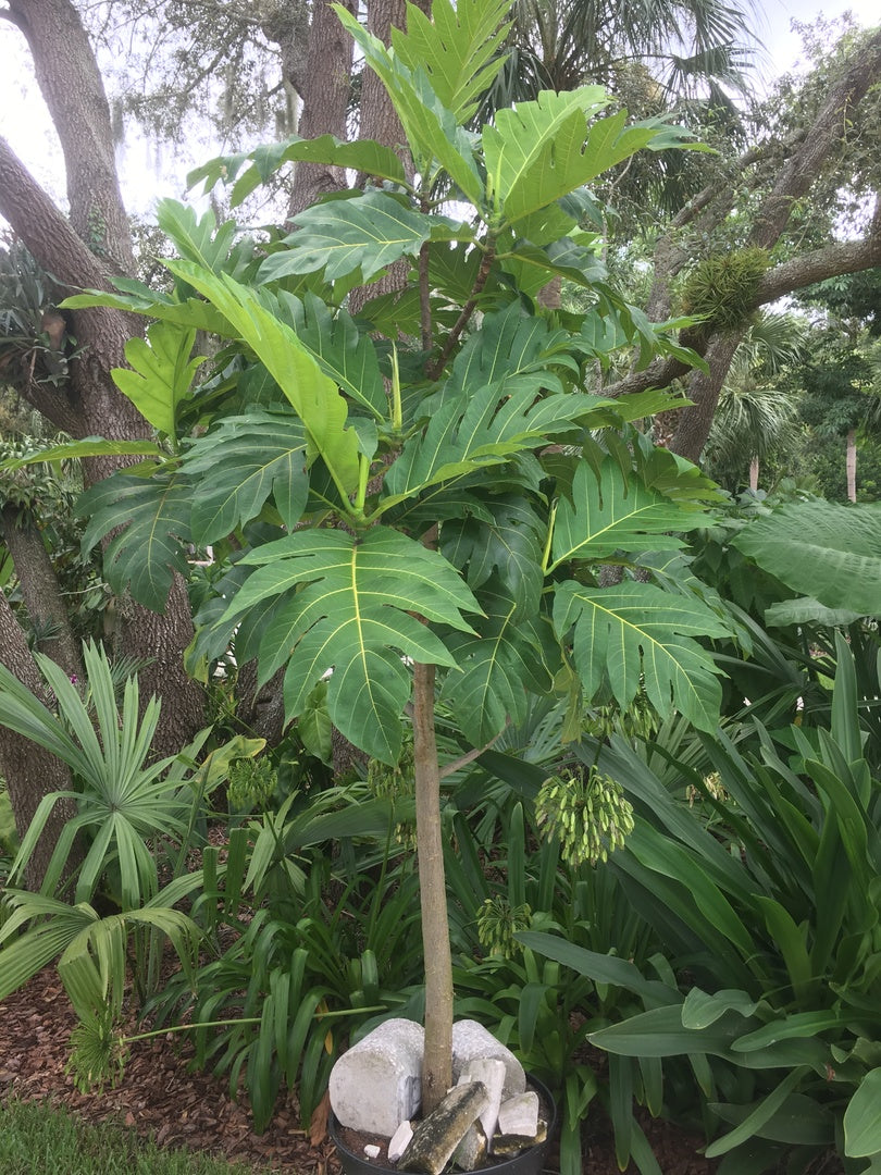 Breadfruit Tree - Arbre à Pain