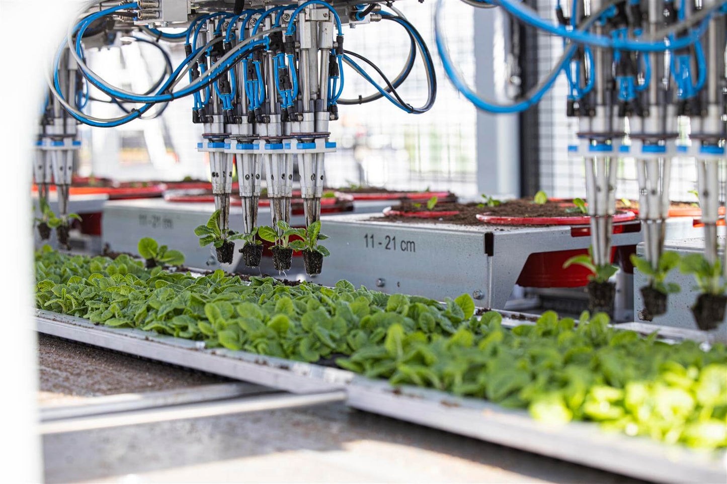 Viscon Pic O Mat Redline Transplanter