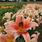 Zelmira Oriental x Trumpet Hybrid Lily