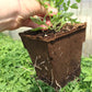 CowPot #4 Tall Square Plantable Pot